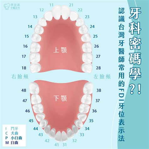 牙齒 單數|牙齒英文